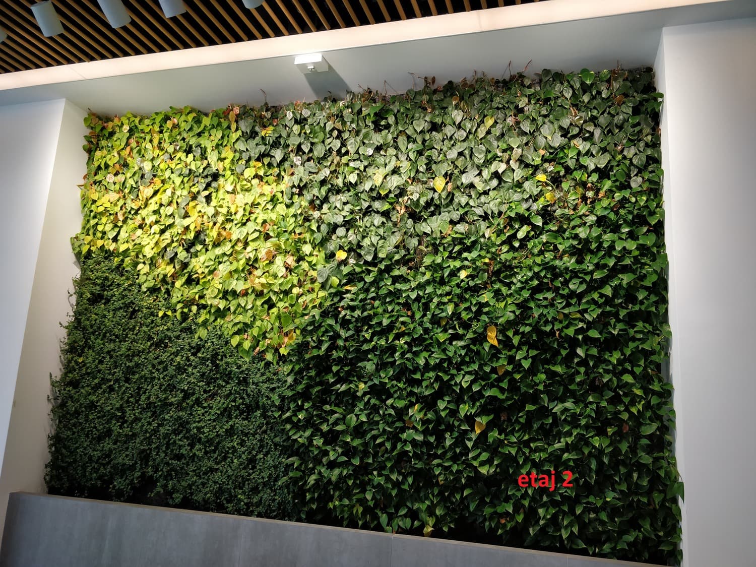 perete verde în birou - soluții corporate