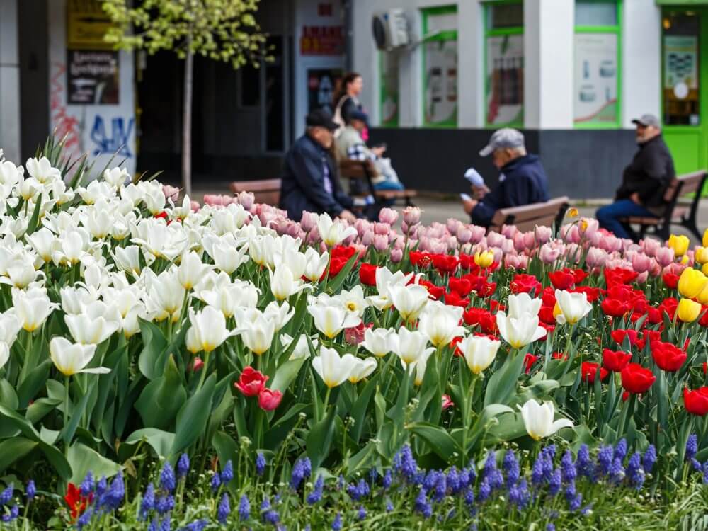Plantare lalele Cluj-Napoca